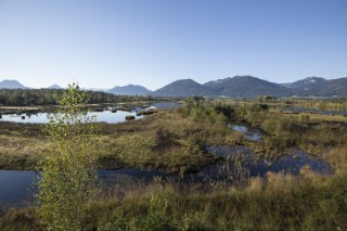 Moore bedecken nur drei Prozent der Landoberfläche, speichern aber etwa doppelt so viel Kohlenstoff wie die gesamte Biomasse der Wälder der Erde.