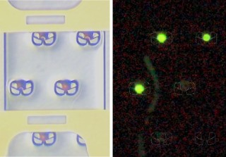 Zellenfallenarray: Aus Silizium gefertigte Zellfallen (links). In den Zellfallen (rechts) isolierte Zellen (grün) und vorbeifließende Zelle (Schlangenlinie).