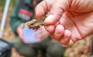 Männlicher Falter der Gattung Schwammspinner